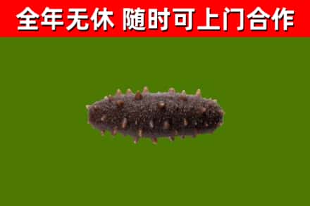 保定烟酒回收干海参.jpg
